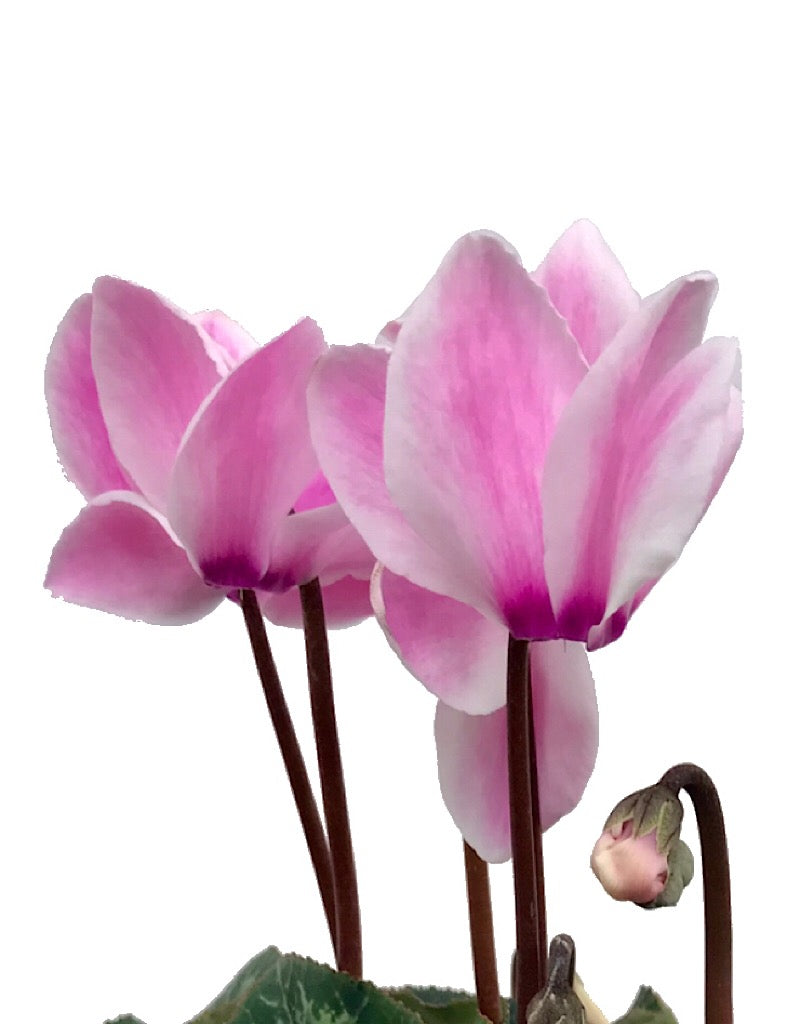 Cyclamen 'Laser Synchro Pink Flame'  4 inch