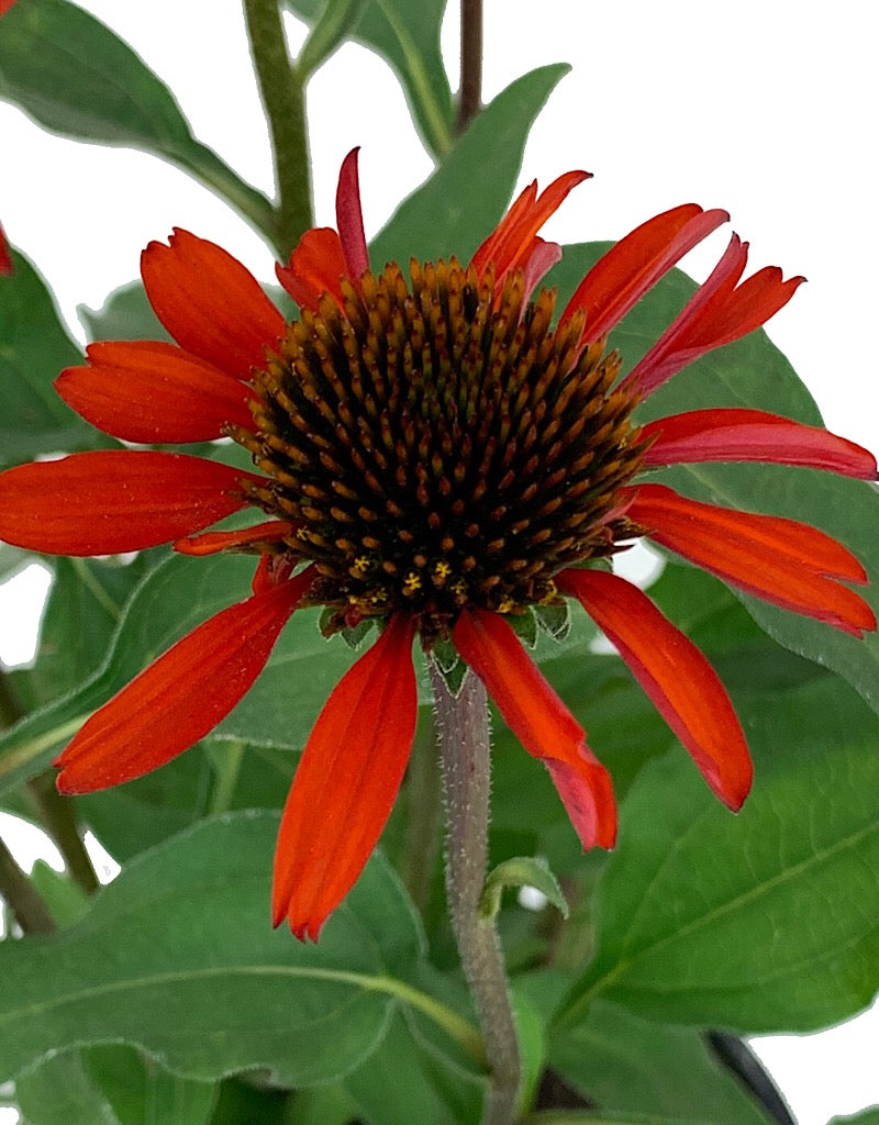 Echinacea 'Kismet Intense Orange'