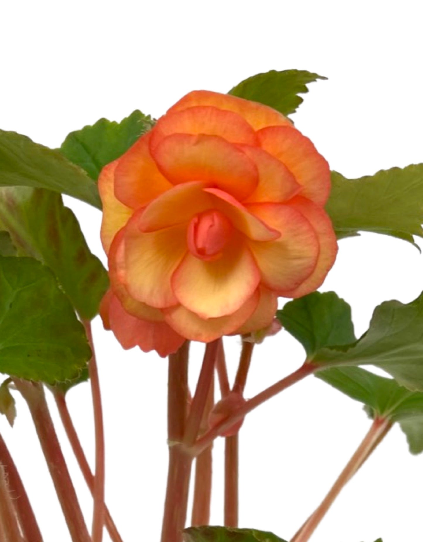 Begonia 'Illumination Apricot Shades' 4 Inch