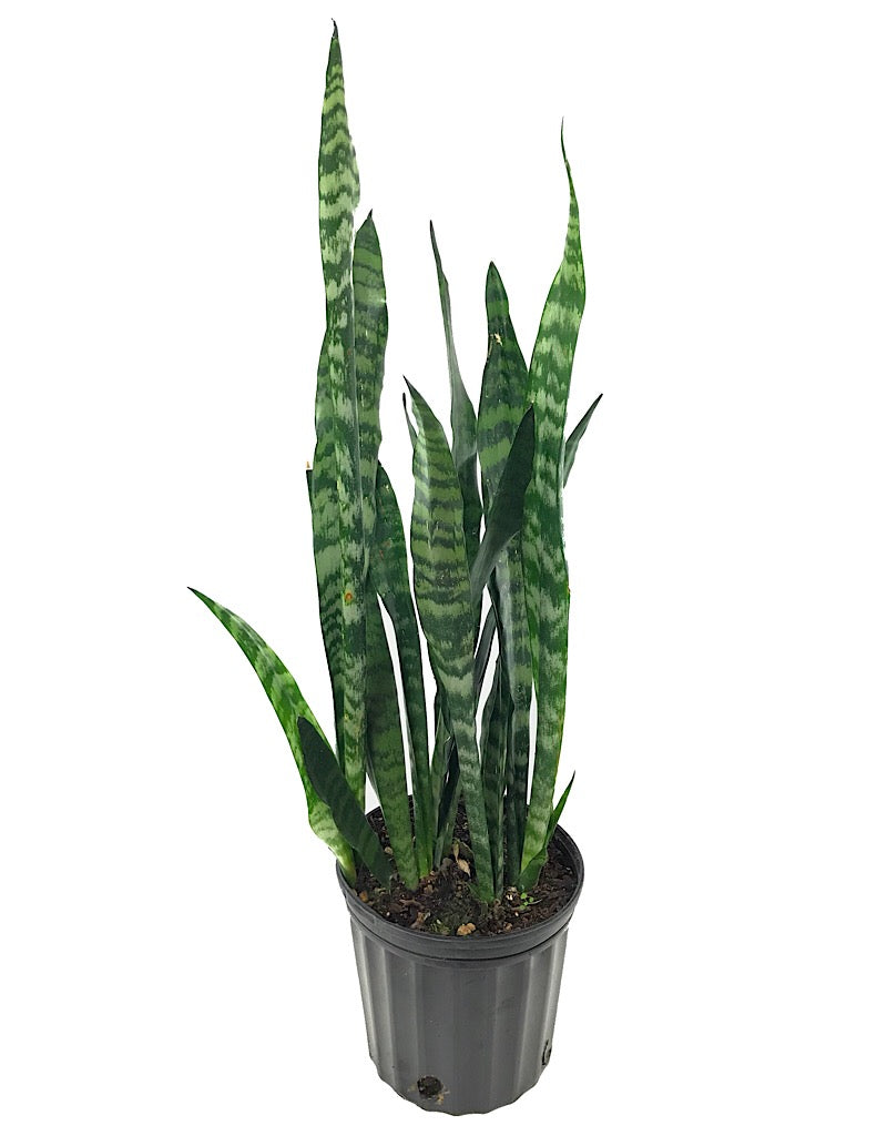 Sansevieria 'Black Coral'