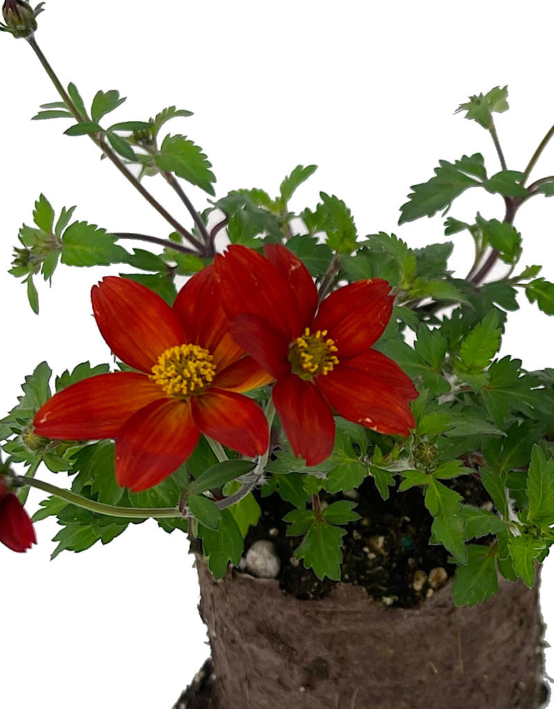 Bidens 'Bidyboom Red' 4 Inch