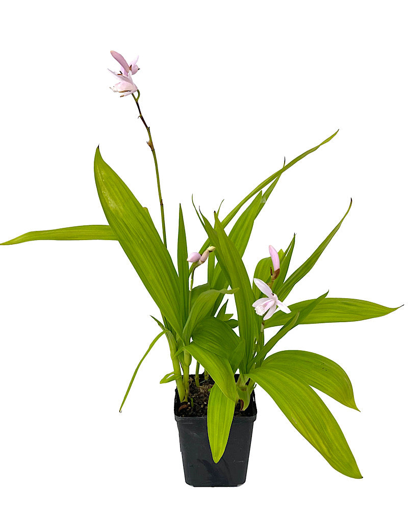 Bletilla striata 'Alba' Quart