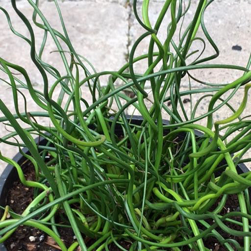 Juncus Effusus 'Twister' Quart