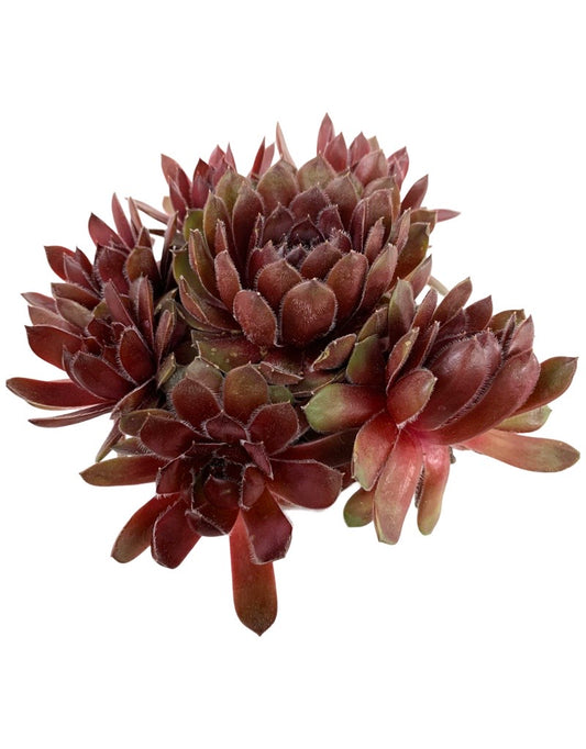 Sempervivum 'Dea' 4 Inch