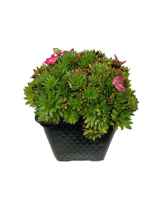 Saxifraga 'Alpino Early Magic Salmon' 4 Inch