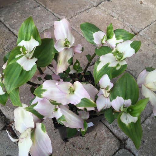 Tradescantia x andersoniana 'Blushing Bride' Quart