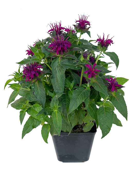 Monarda 'Balmy Purple' 1 Gallon