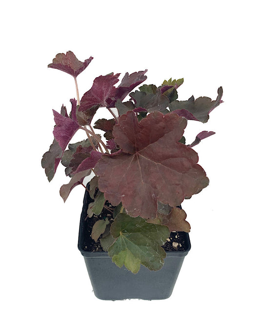 Heuchera 'Palace Purple Select' 4 Inch