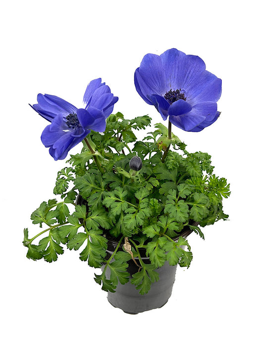 Anemone 'Harmony Blue' Quart