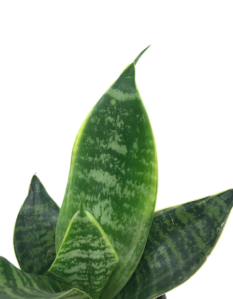 Sansevieria fut. 'Robusta'- 4 inch