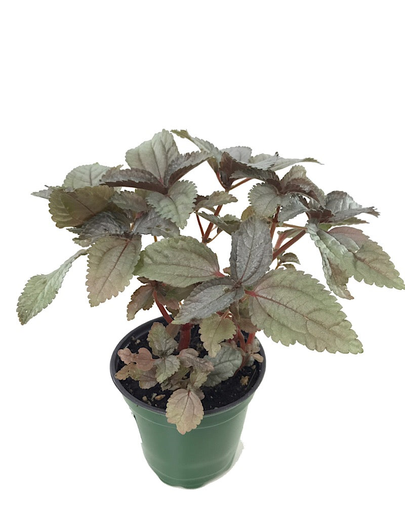 Pilea involucrata 'Silver Leaf'  4 inch