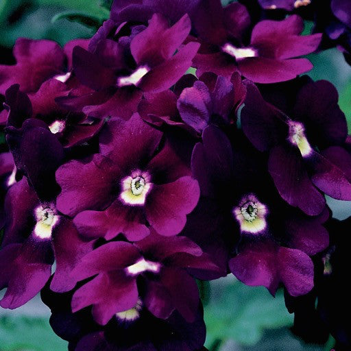 Verbena 'Lanai Deep Purple' 4 Inch