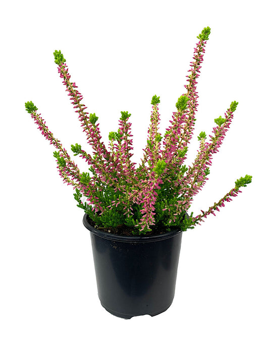 Calluna v. 'Golden Angie' 4 inch