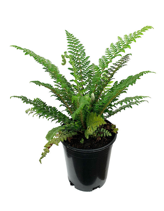 Polystichum x dycei 1 Gallon