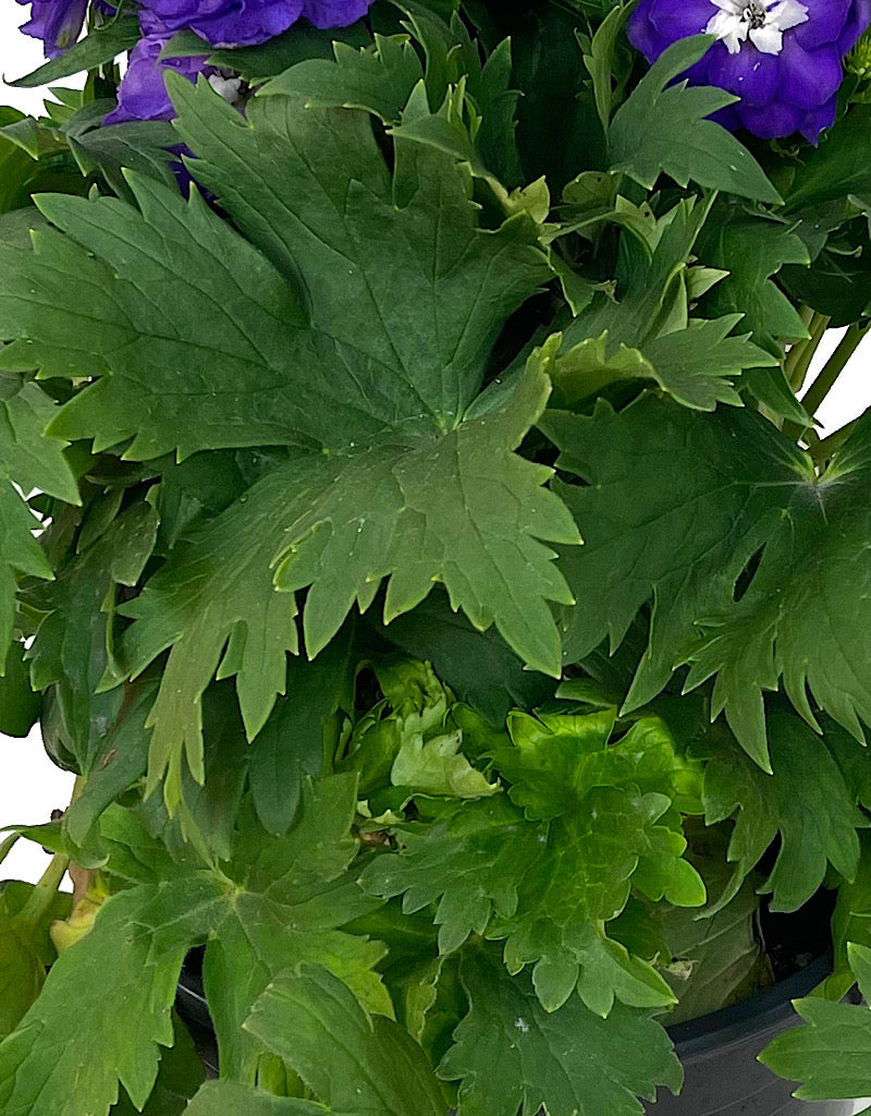 Delphinium 'Aurora Purple' 2 Gallon