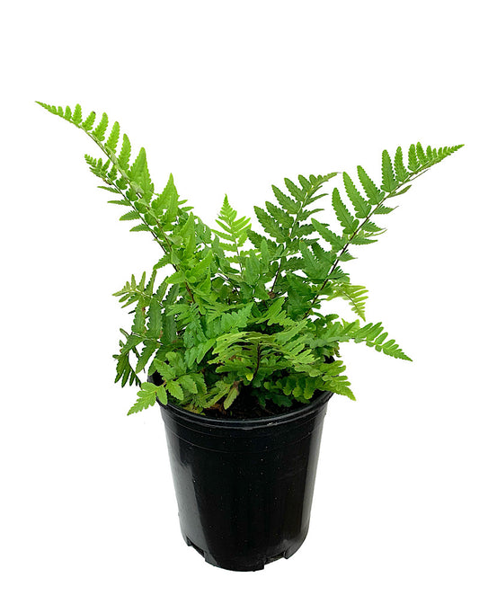 Dryopteris tokyoensis 1 Gallon