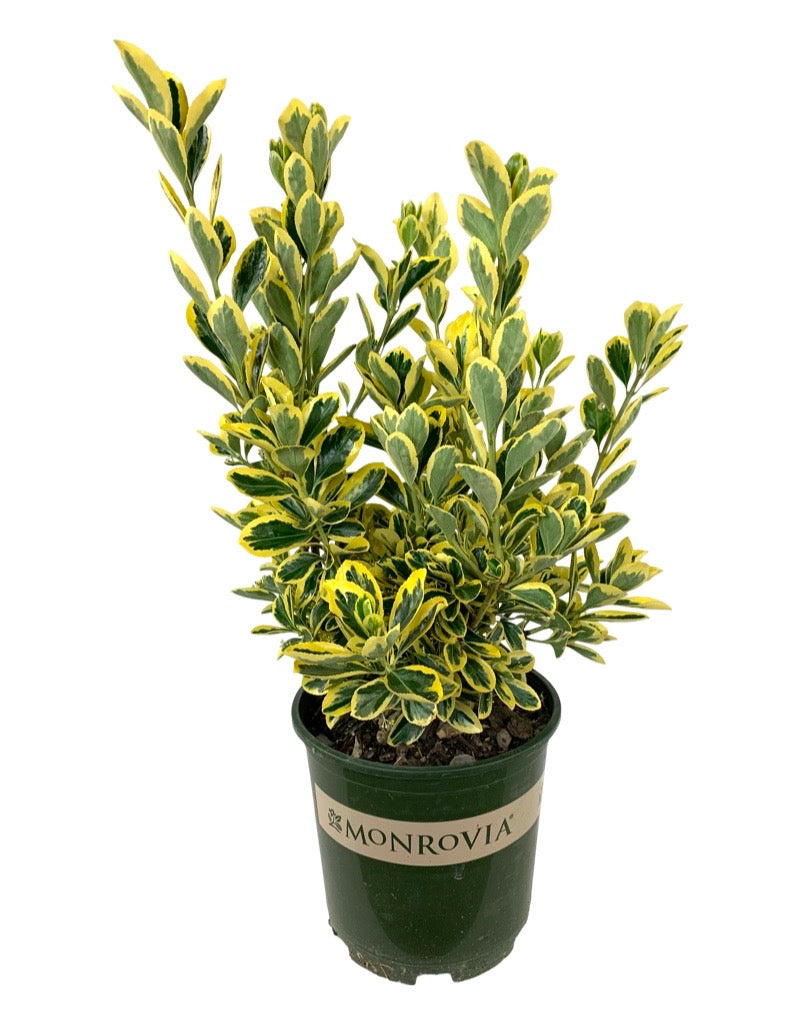 Euonymus j. 'Chollipo' 2 Gallon