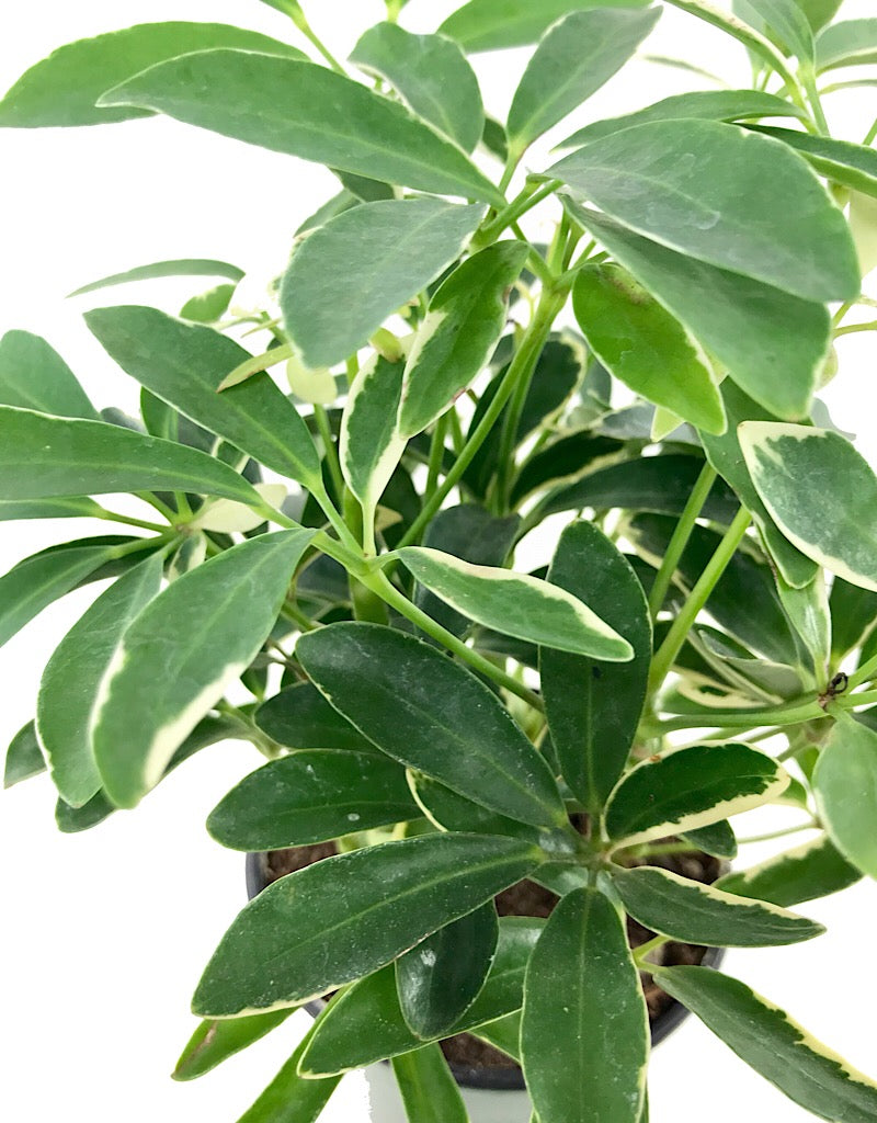 Schefflera arboricola 4 Inch