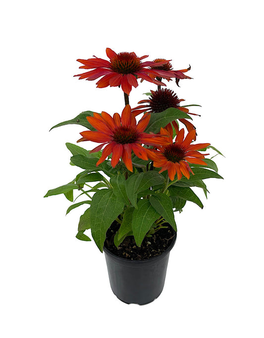 Echinacea 'Sombrero Sangrita' Quart