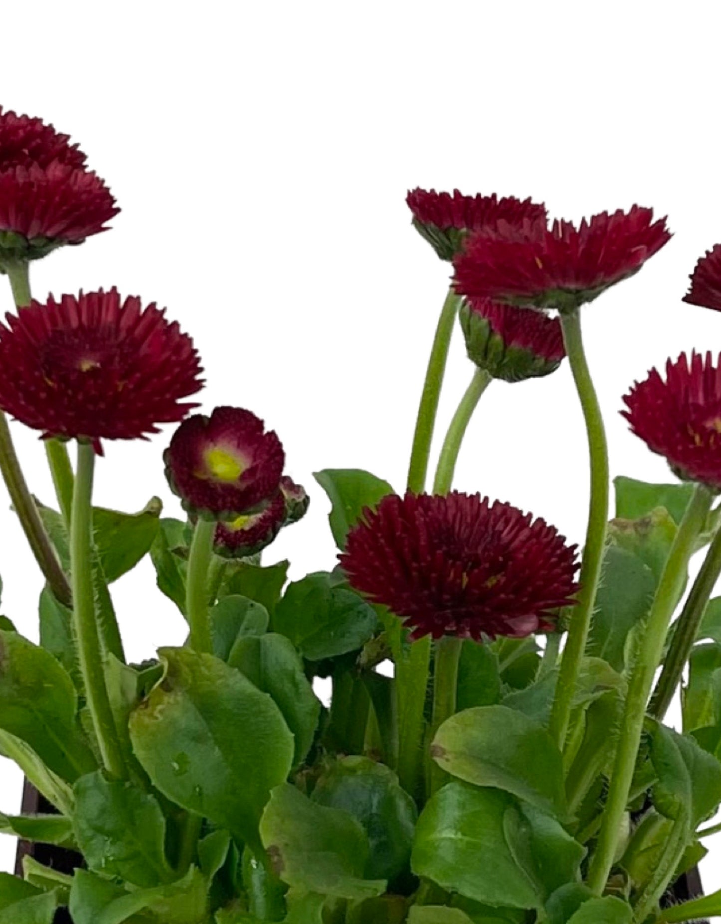 Bellis p. 'Pomponette Red' 4 Inch