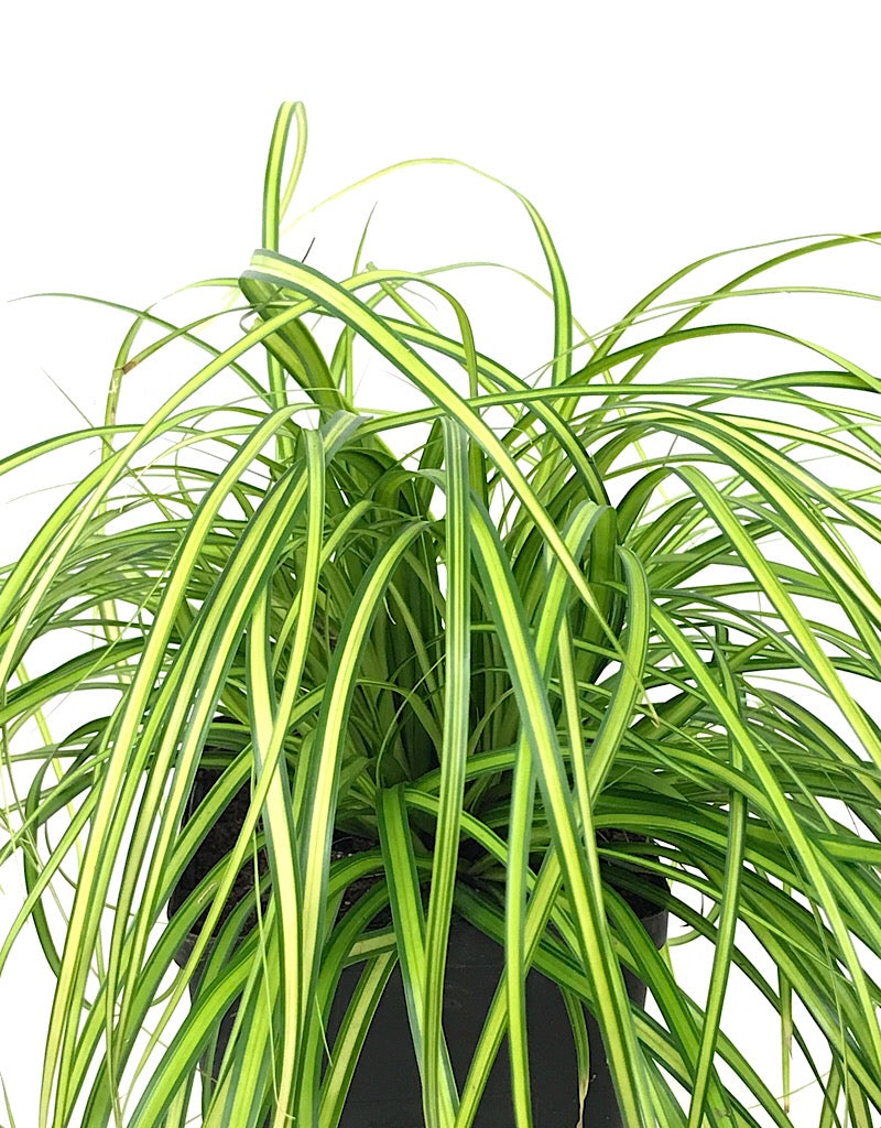 Carex oshimensis 'Eversheen'  Quart