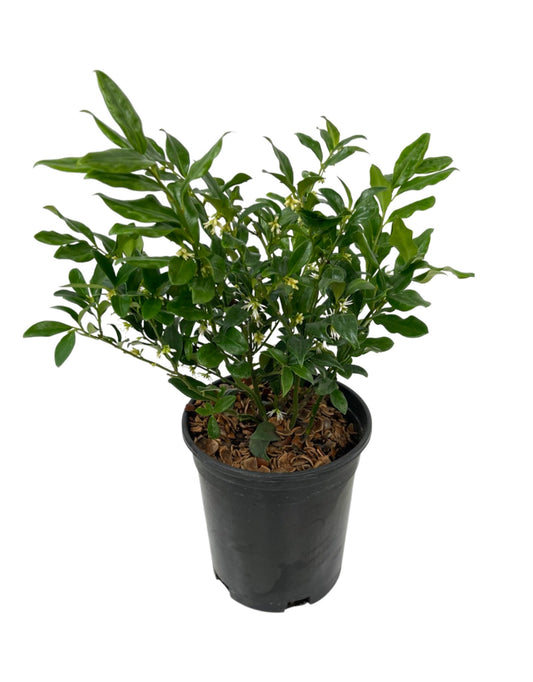 Sarcococca ruscifolia 1 Gallon