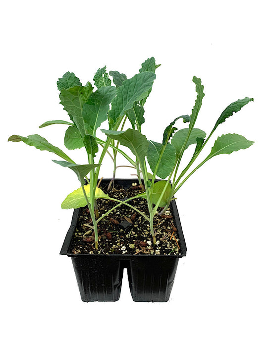 Kale 'Nero di Toscana' Jumbo Traypack