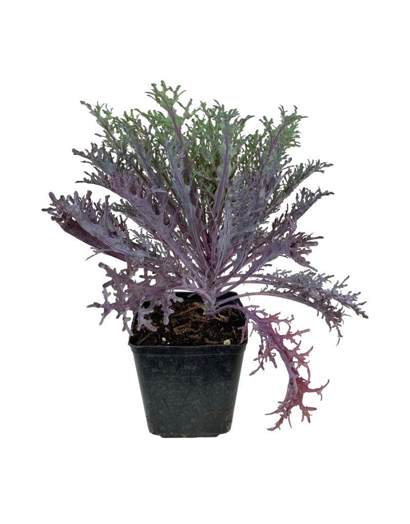 Kale 'Peacock Red'