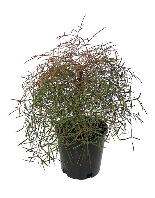 Nandina domestica 'Chime' 2 Gallon