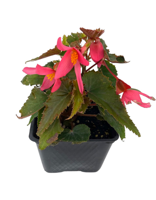 Begonia 'Mistral Pink' 4 Inch