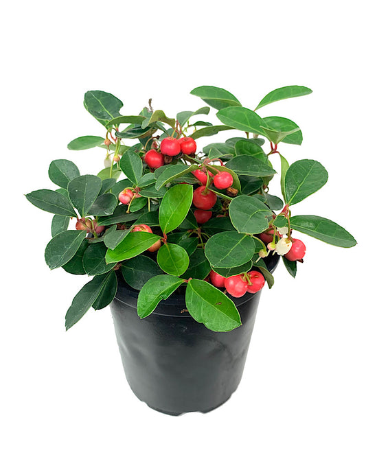 Gaultheria procumbens 'Cherry Berries'