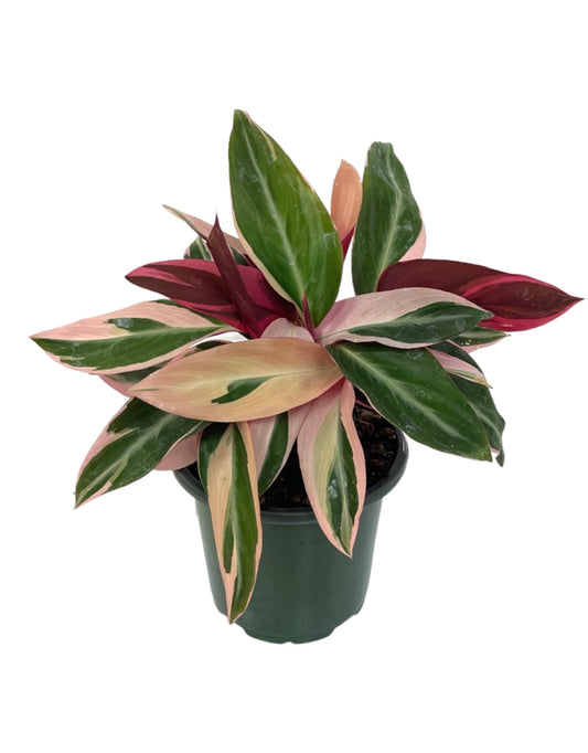 Stromanthe sanguinea 'Triostar' Quart