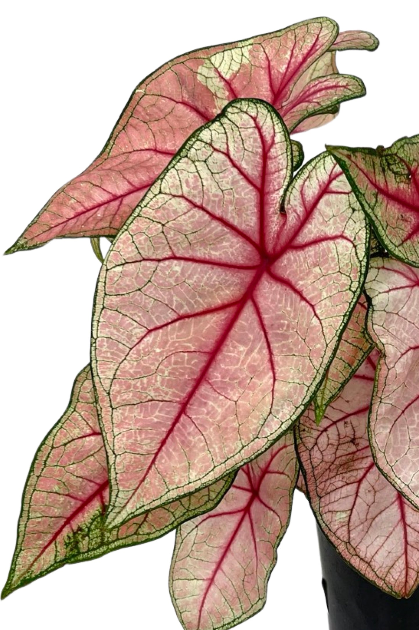 Caladium 'White Queen' 1 Gallon