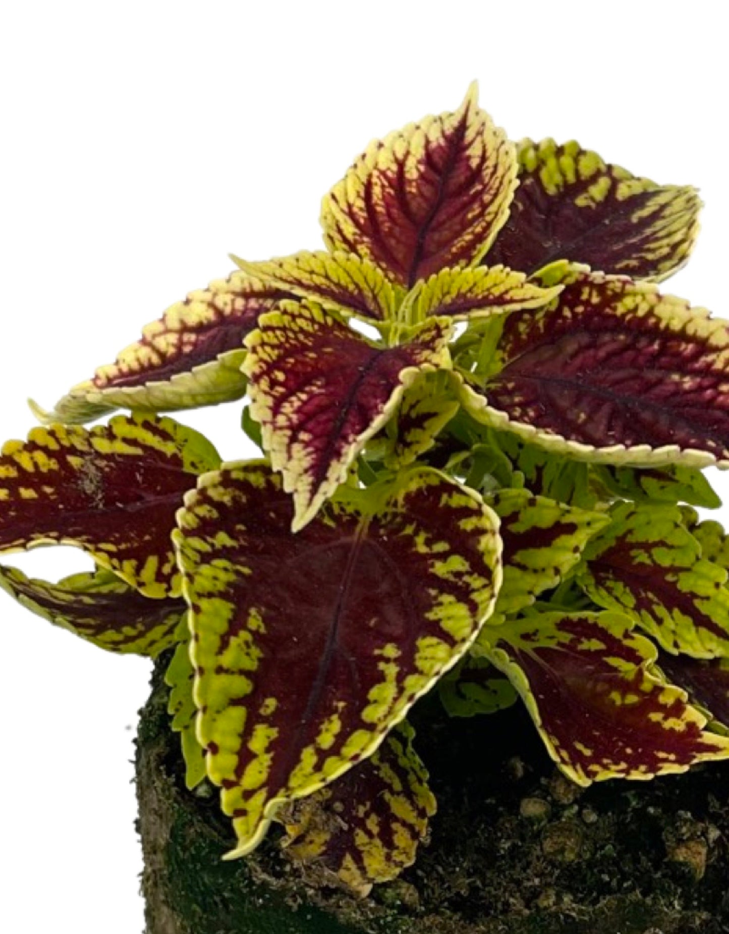 Coleus 'Coleosaurus' 4 Inch