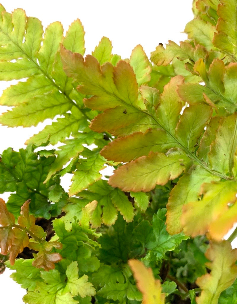 Dryopteris erythrosora 'Autumn Fern' 4 Inch