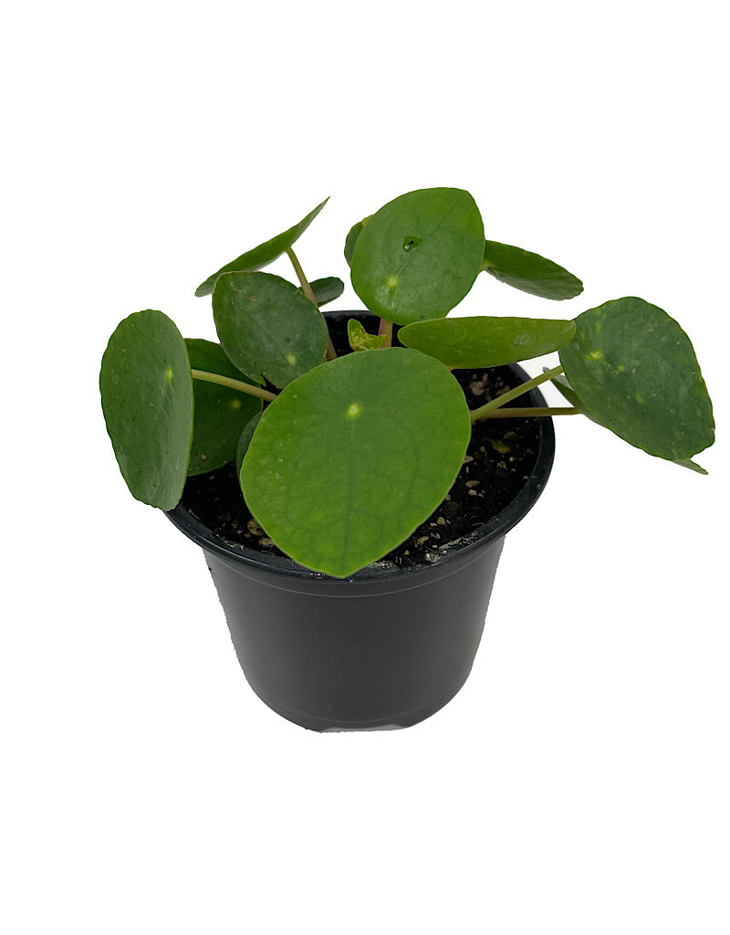 Pilea peperomioides Quart