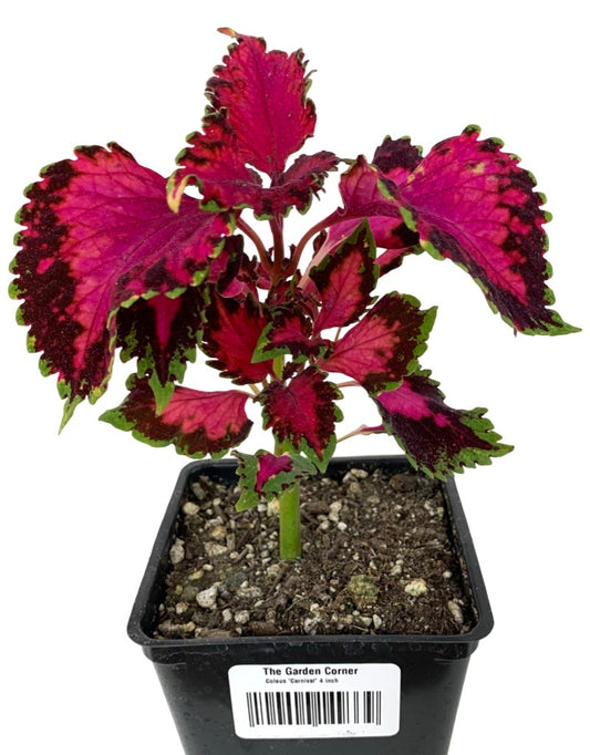 Coleus 'Carnival' 4 inch