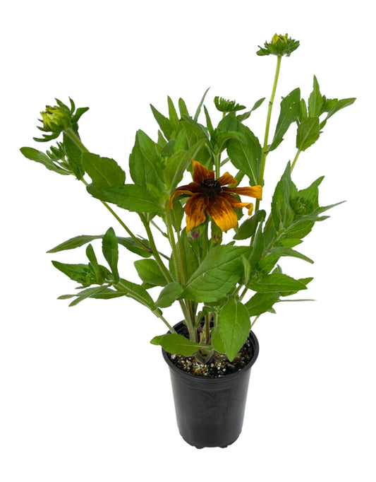 Rudbeckia 'Rising Sun Chestnut Gold' 1 gal