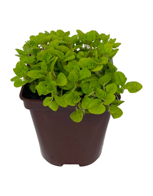 Oregano 'Golden' 4 Inch