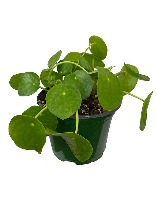 Pilea peperomioides 6 Inch