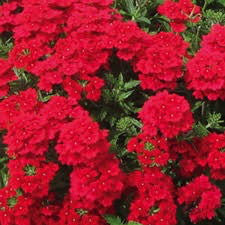 Verbena 'Lanai Red' 4 Inch