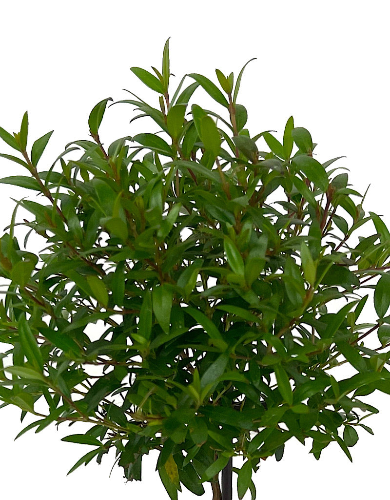 Myrtle communis 'Ball Topiary 5 Inch