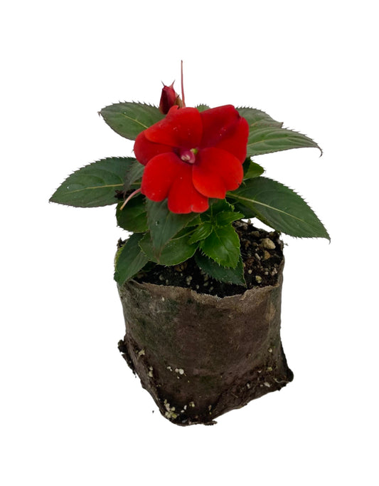 Sunpatiens  €˜Compact Red  4 Inch