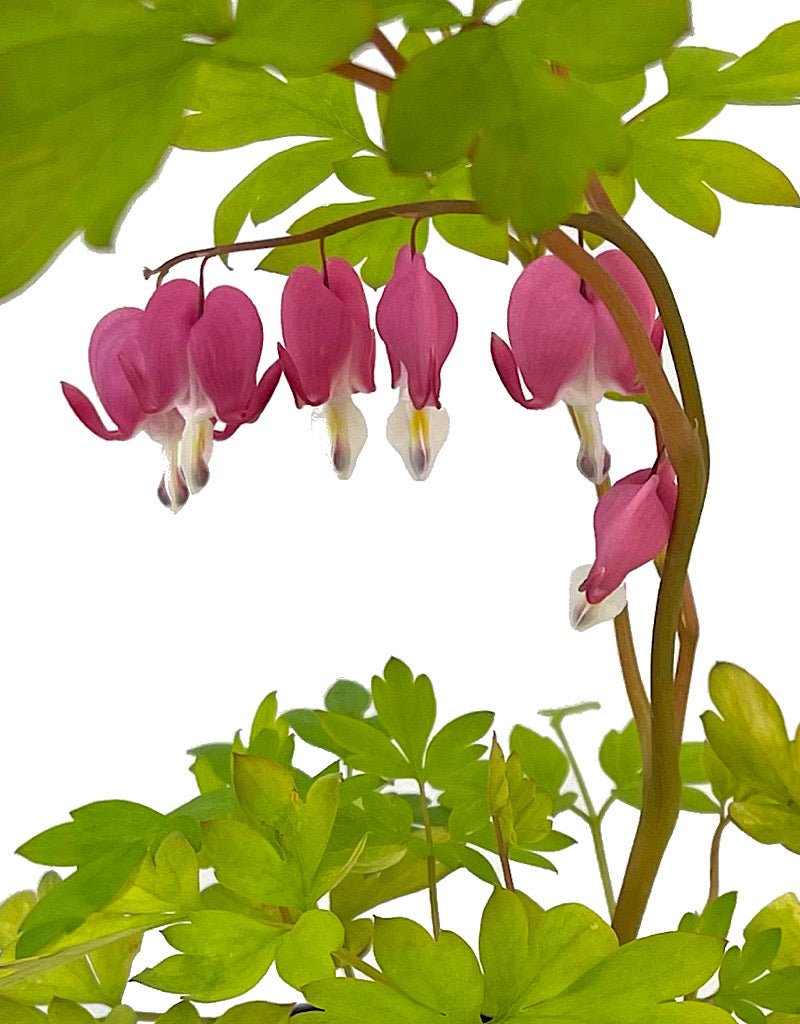 Dicentra 'Gold Heart' Quart