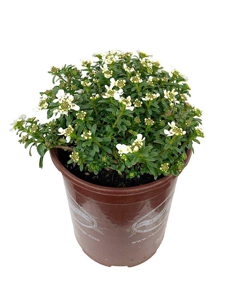 Iberis sempervirens 'Purity'