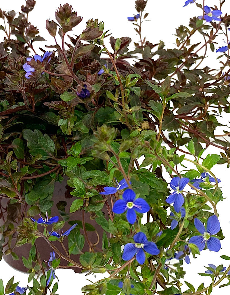 Veronica peduncularis 'Georgia Blue' 4 Inch