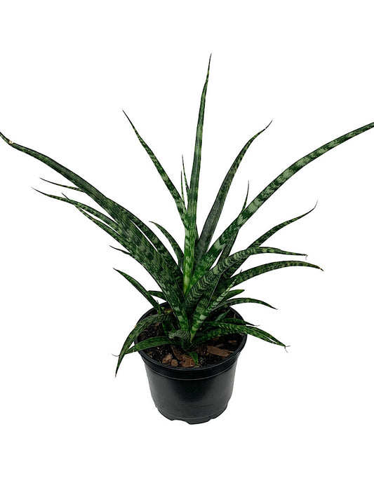 Sansevieria bacularis 'Fernwood' 6 Inch