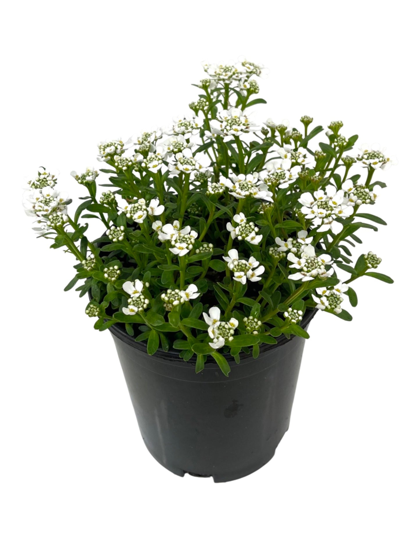 Iberis sempervirens 'Snowflake' 1 Gallon