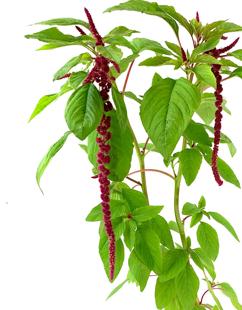 Amaranthus 'Red Tails' 1 Gallon