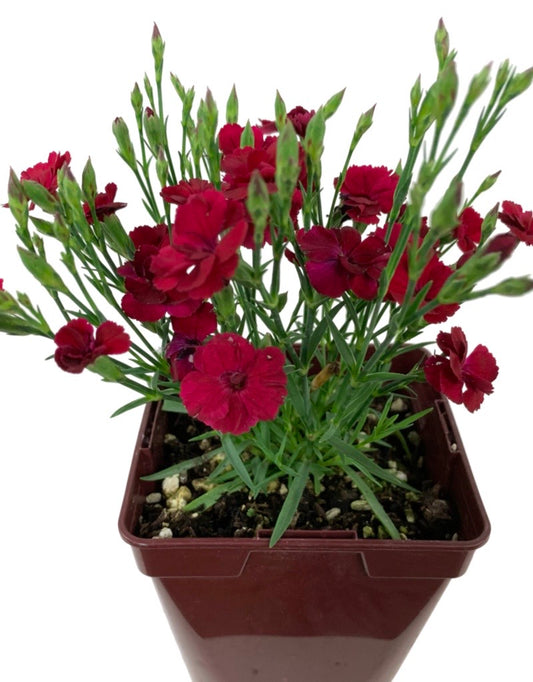 Dianthus 'Delilah Magenta' Quart